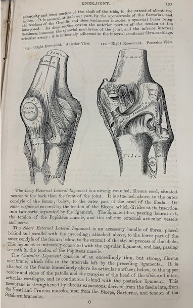 Detailed illustrations of the knee joint.