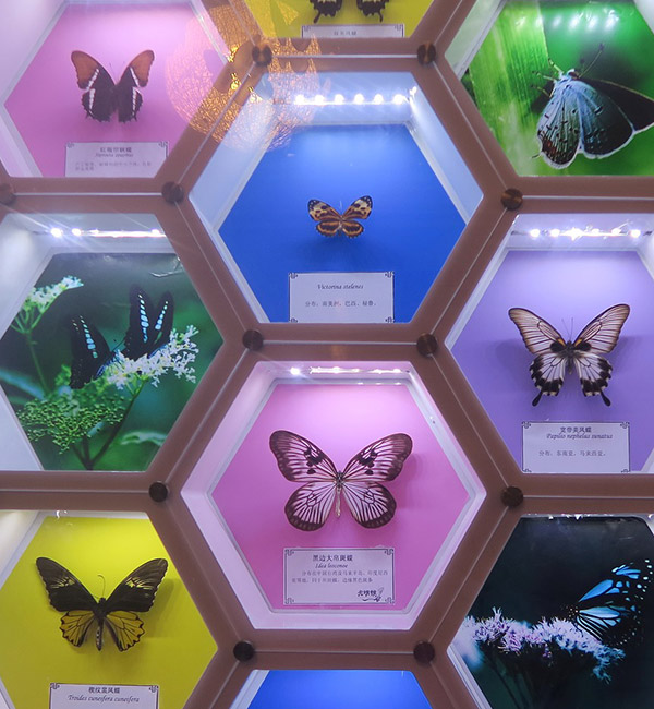 Display of various butterflies mounted in hexagonal frames with colourful backgrounds.